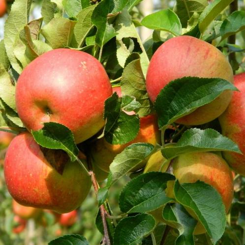 Oude appelboom - Malus d. Rode Boskoop - Laagstam +/- 15 jaa, Tuin en Terras, Planten | Bomen, Ophalen of Verzenden