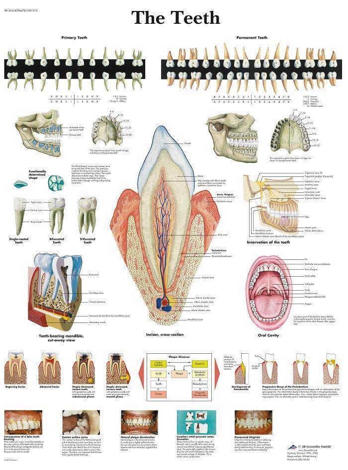 Anatomie poster gebit en tanden (gelamineerd, 50x67 cm)...., Sport en Fitness, Massageproducten