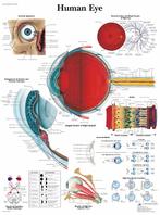 Anatomie poster oog (gelamineerd, 50x67 cm) + ophangsyst..., Nieuw