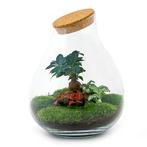 DIY terrarium - Drop XL Bonsai - 37 cm - Normal, Verzenden