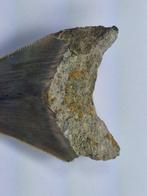 Megalodon - Fossiele tand - 7 cm