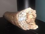 Wolharige mammoet - Gefossiliseerde slagtand - 25 cm - 10 cm, Verzamelen, Mineralen en Fossielen