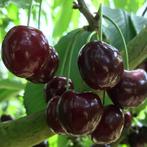 Kersenboom - Prunus Kordia - Omtrek: 10-14 cm | Hoogte: 300, Ophalen of Verzenden