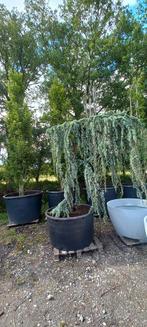 Cedrus Atlantica glauca Pendula treurceder, Tuin en Terras, Planten | Bomen, Ophalen