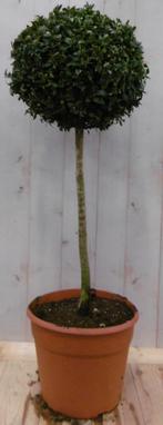 Buxus bol diameter 25 cm 90 cm - Warentuin Natuurlijk, Tuin en Terras, Planten | Tuinplanten, Verzenden