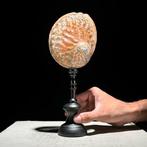 Decoratief ornament - NO RESERVE PRICE - Pair of decorative, Antiek en Kunst