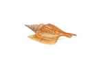 Zeeslak Listers Conch Taxidermie wandmontage - F+++, Verzamelen, Nieuw