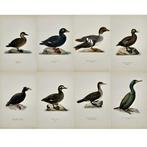0 Magnus von Wright (1805 - 1868) - Set of 8 Antique Prints