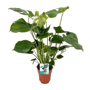 Monstera Deliciosa  - Ø19cm - 60cm beschikbaar voor biedingen