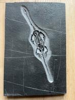 Zeereptiel - Gefossiliseerd dier - Keichousaurus - 30.1 cm -