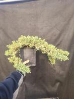 Jeneverbes bonsai (Juniperus) - Hoogte (boom): 15 cm -