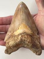 Enorme Megalodon tand 13,4 cm - Fossiele tand - Carcharocles