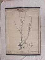 Paravia Roda - Pear Tree Branches - Schoolkaart (1) -
