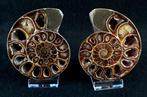 Ammoniet - Gefossiliseerd dier - Puzosia quenstedti (Parona, Verzamelen, Mineralen en Fossielen