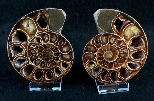 Ammoniet - Gefossiliseerd dier - Puzosia quenstedti (Parona, Verzamelen, Mineralen en Fossielen