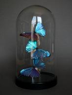 Vlinder Taxidermie volledige montage - Morpho aurora - 26 cm, Nieuw