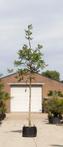 Gewone walnotenboom Juglans regia h 550 cm st. omtrek 19 cm