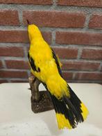 Eurasian Golden Oriol - with closed footring Taxidermie, Nieuw