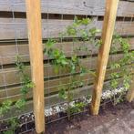 Gaaspaneel 60 x 180 cm - Maas 10 x 10 cm Thermischverzinkt, Verzenden, Nieuw, Hout