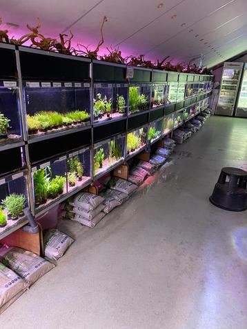 AQUARIUMPLANTEN AQUARIUMVISSEN GARNALEN AQUARIUMGRIND beschikbaar voor biedingen