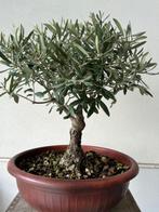 Olijf bonsai (Olea europaea) - Hoogte (boom): 45 cm - Diepte