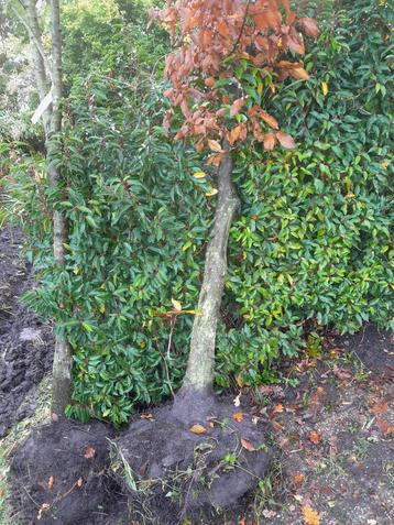 2 grote bomen Meidoorn en haagbeuk 5m hoog beschikbaar voor biedingen