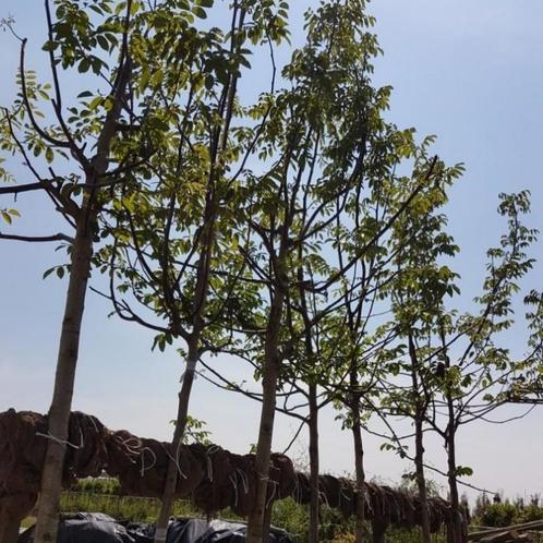 Walnootboom - Juglans regia Buccaneer - Omtrek: 10-14 cm | H, Tuin en Terras, Planten | Bomen, Ophalen of Verzenden