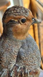 grijze fazant Taxidermie volledige montage - Perdix perdix -, Nieuw