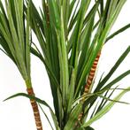 Kunstplant Dracaena in sierpot, H205 cm, Ophalen of Verzenden, Nieuw in verpakking