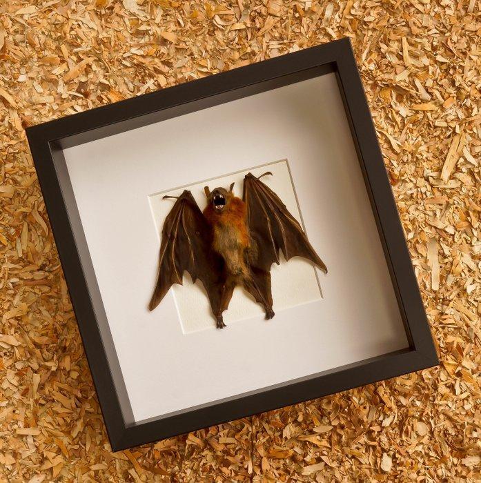 Painted Vesper Bat - framed Taxidermie volledige montage -, Antiek en Kunst, Curiosa en Brocante