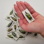 Kevers Taxidermie volledige montage - Lamprima adolphinae -, Verzamelen, Nieuw