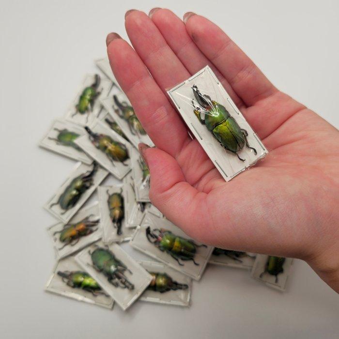 Kevers Taxidermie volledige montage - Lamprima adolphinae -, Verzamelen, Dierenverzamelingen