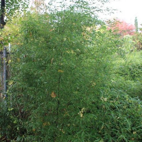 Phyllostachys nigra - 60-80 cm, Tuin en Terras, Planten | Tuinplanten, Ophalen of Verzenden