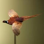 Fazant Vliegend Taxidermie Opgezette Dieren By Max, Verzamelen, Ophalen of Verzenden, Nieuw, Vogel, Opgezet dier