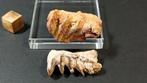 Longvis - Fossiele tanden - Neoceratodus Africanus - 2.5 cm, Verzamelen, Mineralen en Fossielen