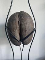 Coco de mer Taxidermie volledige montage - Lodoicea, Antiek en Kunst, Curiosa en Brocante