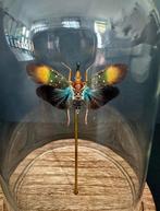 Insekt Taxidermie volledige montage - Pyrops Gunjii -, Antiek en Kunst, Curiosa en Brocante
