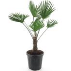 Winterharde palmboom | Trachycarpus wagn. Frosty | (-17°C), Tuin en Terras, Planten | Bomen, In pot, Halfschaduw, Zomer, Ophalen