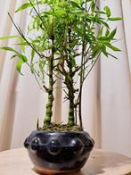Boeddhas buik bamboe (Bambusa ventricosa) bonsai - Hoogte, Antiek en Kunst