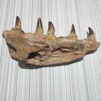 Mosasaurus - Gefossiliseerde kaak - reptil marino - 26.5 cm