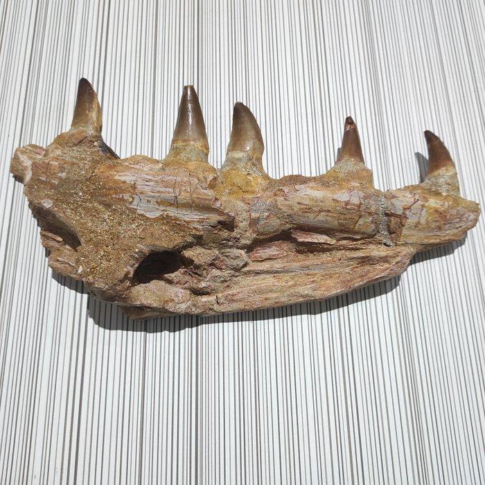 Mosasaurus - Gefossiliseerde kaak - reptil marino - 26.5 cm, Verzamelen, Mineralen en Fossielen