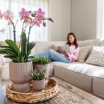 Kolibri Orchids I COMBI DEAL van 2 oud roze Phalaenopsis orc, Verzenden, Nieuw