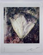 Benjamin Martin - Unique Print – “Lost & Found” Series, Antiek en Kunst