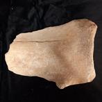 Schouderblad van Mammut - Fossiel bot - Mammuthus