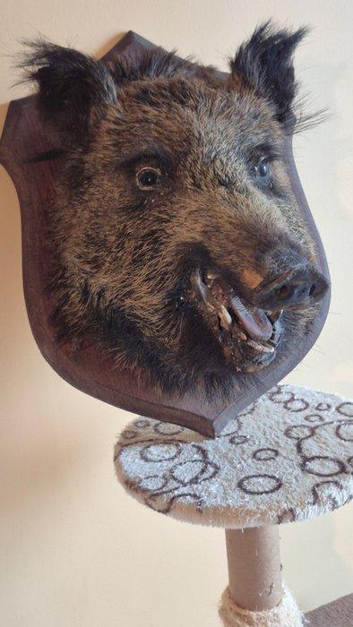 Wild zwijn Taxidermie volledige montage - Sus scrofa - Jeune, Verzamelen, Dierenverzamelingen