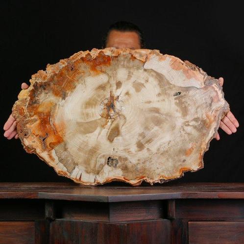 Prachtige versteende houten plaat: een tijdloos natuurlijk, Verzamelen, Mineralen en Fossielen