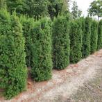 Taxus Media Hicksii 60-80cm, Tuin en Terras, Vaste plant, Lente, Verzenden, Volle zon