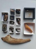 CAVE BEAR / MAMMOTH / WISENT / ETC - Fossiele tand - FREE, Verzamelen
