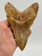 Megalodon - Fossiele tand - 133 mm - 90 mm, Verzamelen, Mineralen en Fossielen