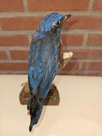 Roodbuik rots lijster Taxidermie volledige montage -, Nieuw